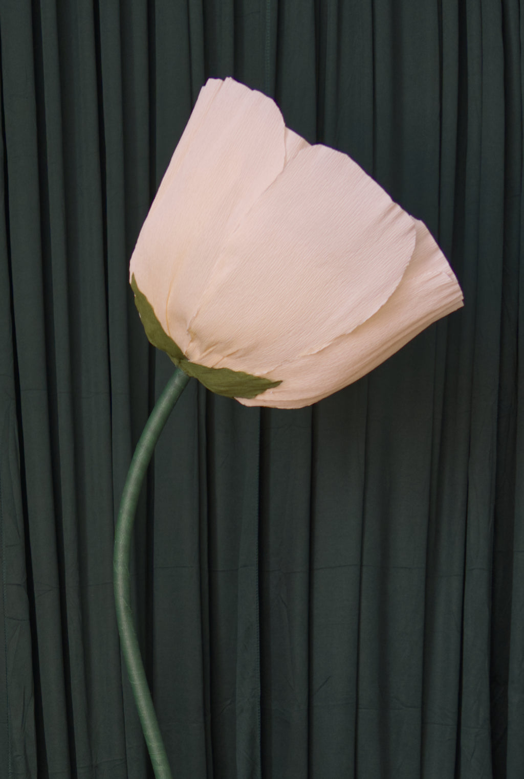 Cream Buttercup RENTAL