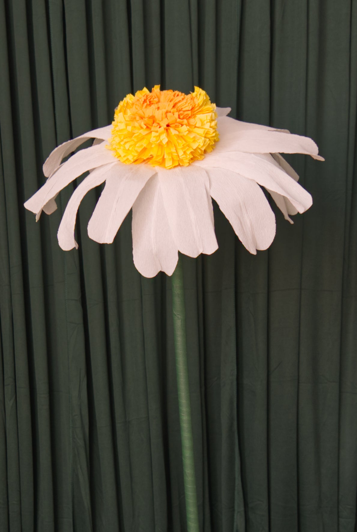 Small Daisy (Style Two, Small) RENTAL