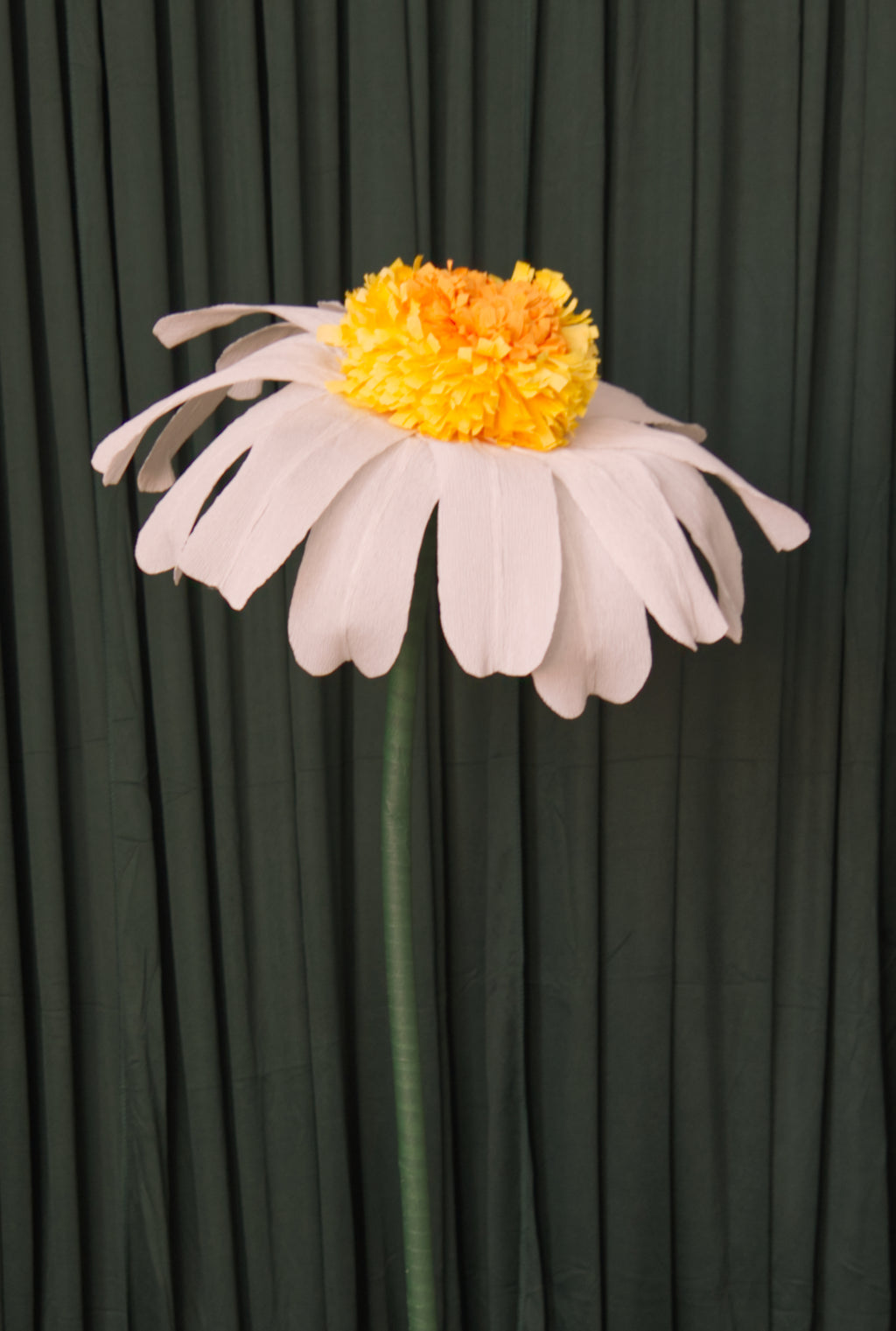 Small Daisy (Style Two, Small) RENTAL