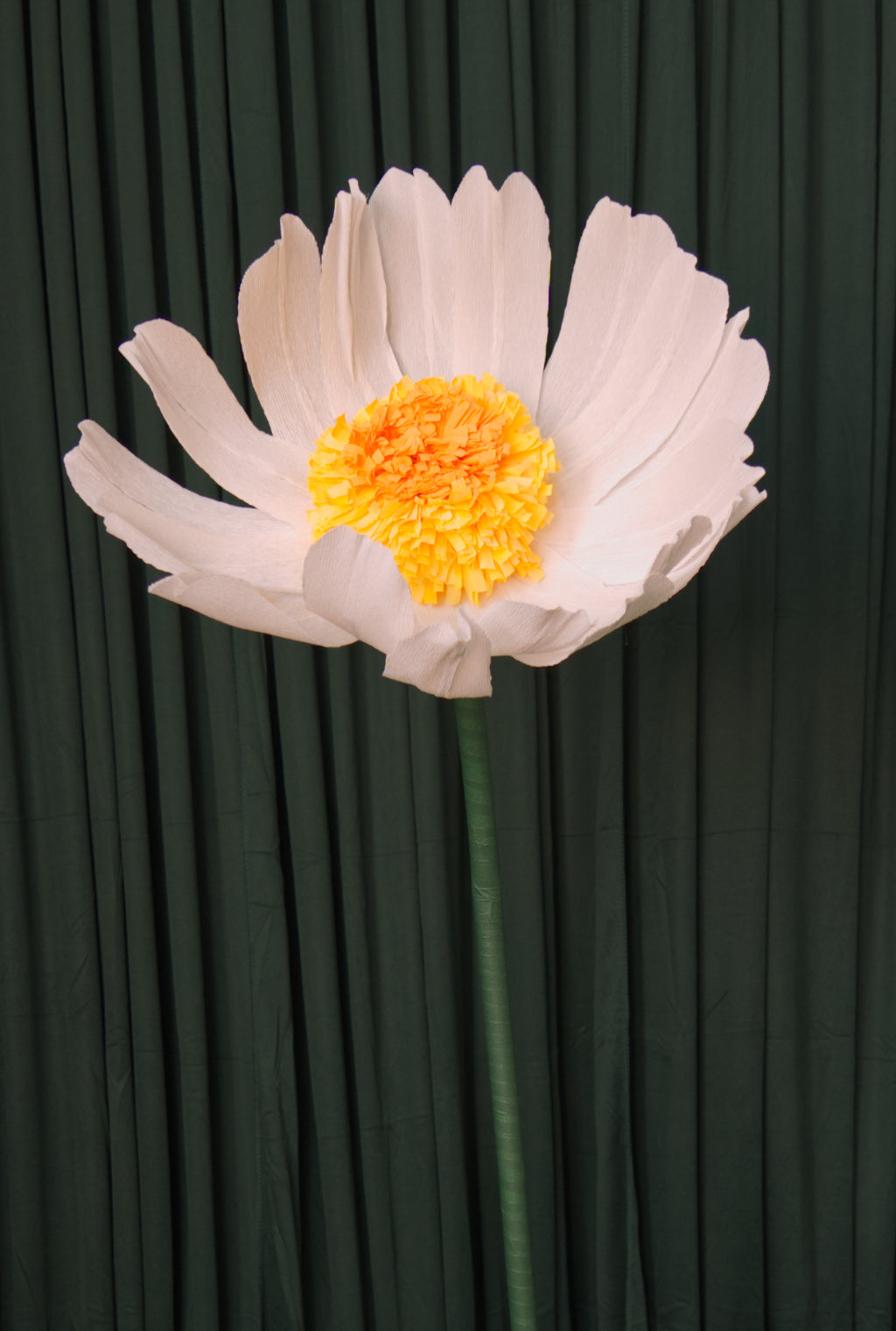 Daisy (Style One, Small) RENTAL