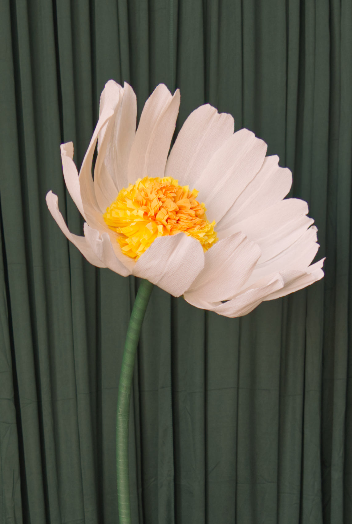 Daisy (Style One, Small) RENTAL