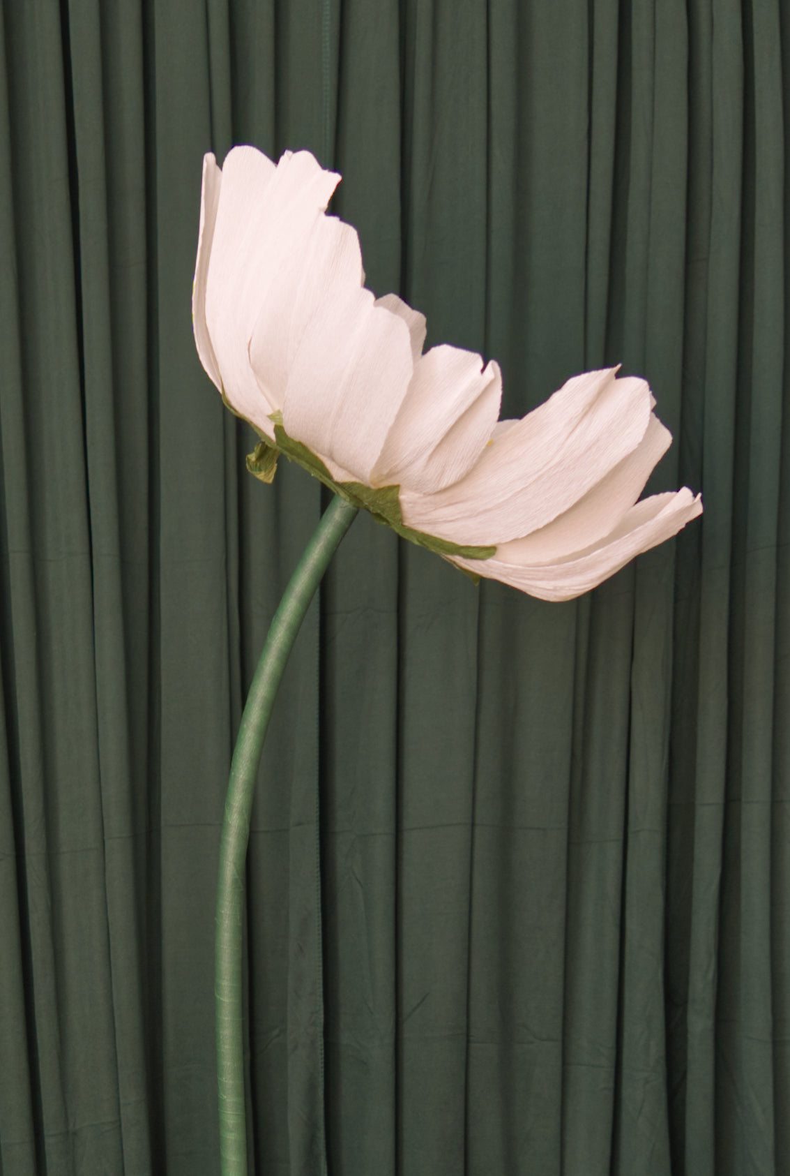 Daisy (Style One, Small) RENTAL