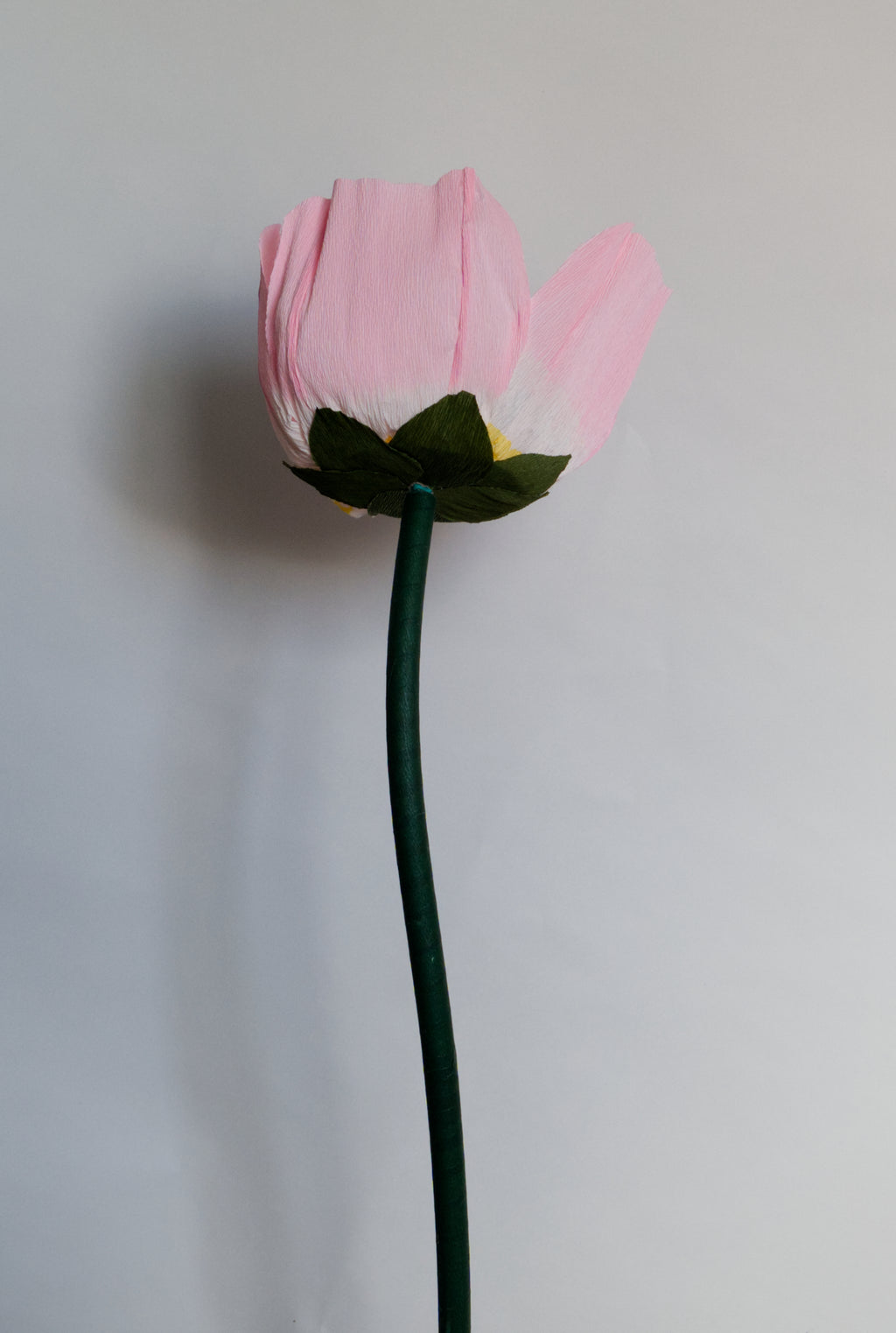 Evening Primrose