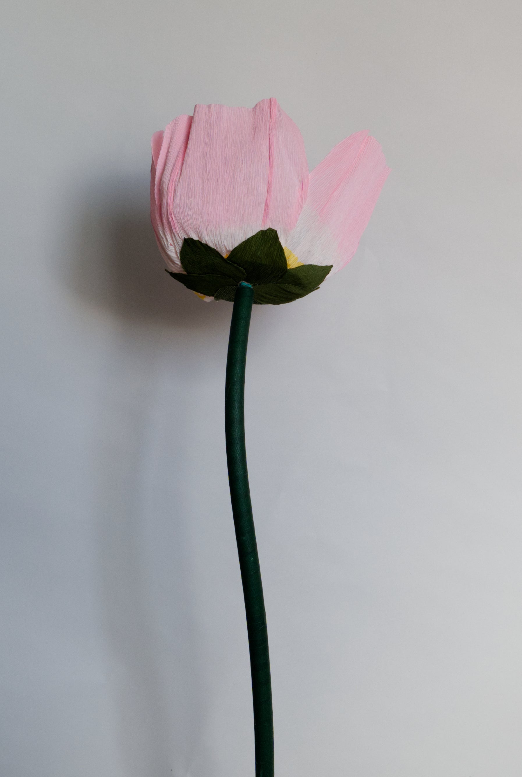 Evening Primrose