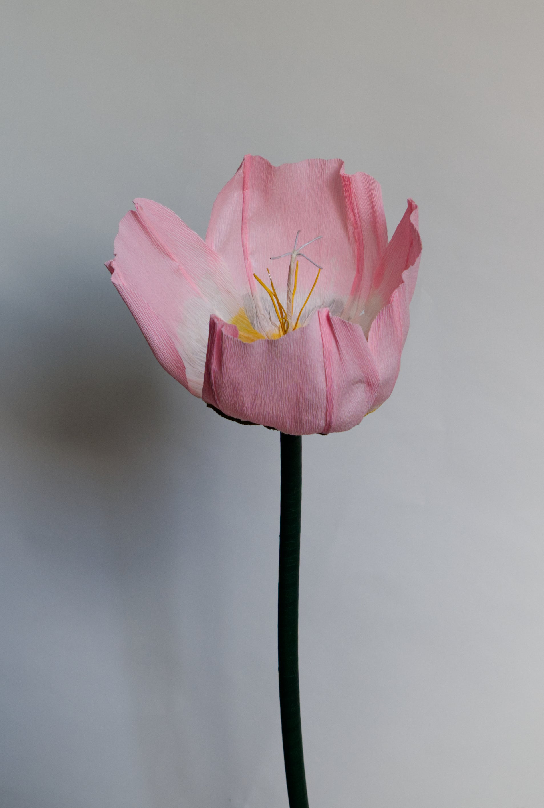 Evening Primrose