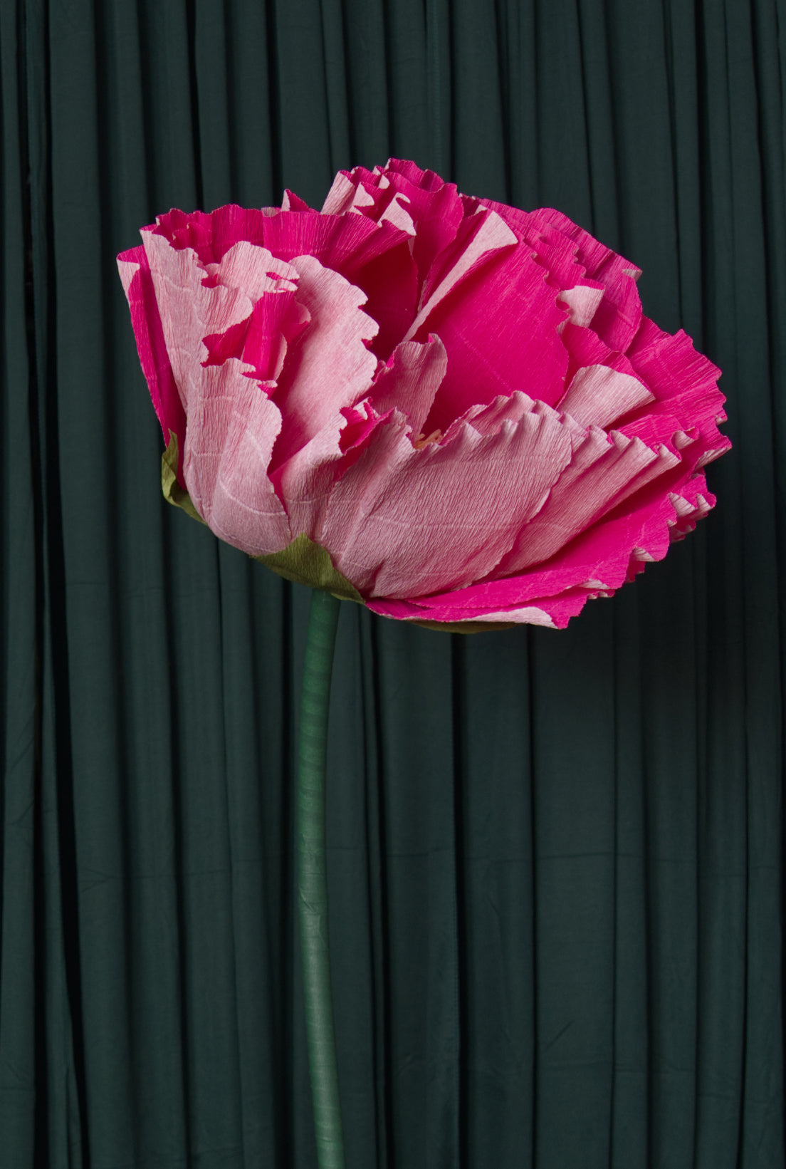 Hot Pink Ombre Tree Peony RENTAL