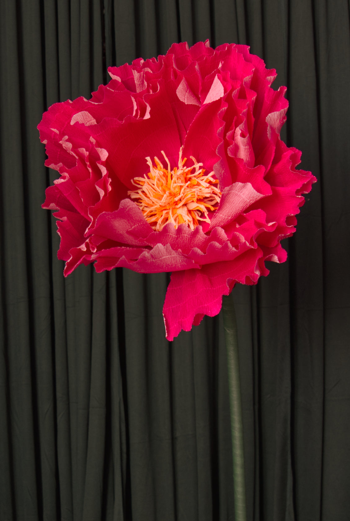 Hot Pink Ombre Tree Peony RENTAL