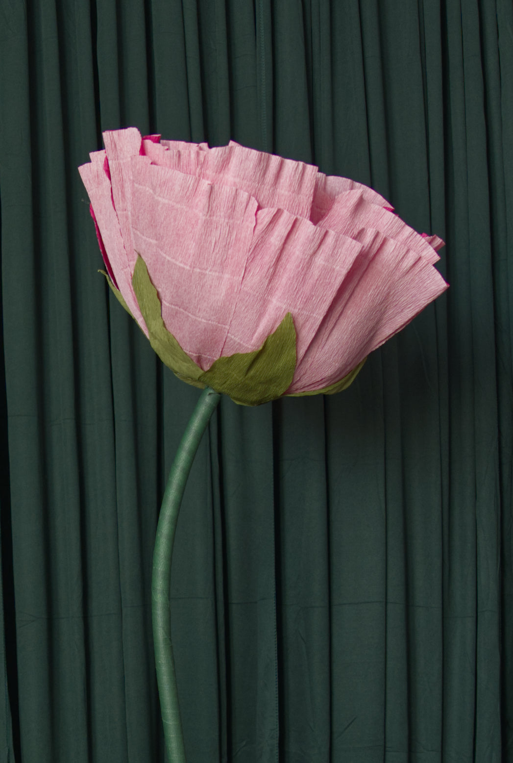 Hot Pink Ombre Tree Peony RENTAL