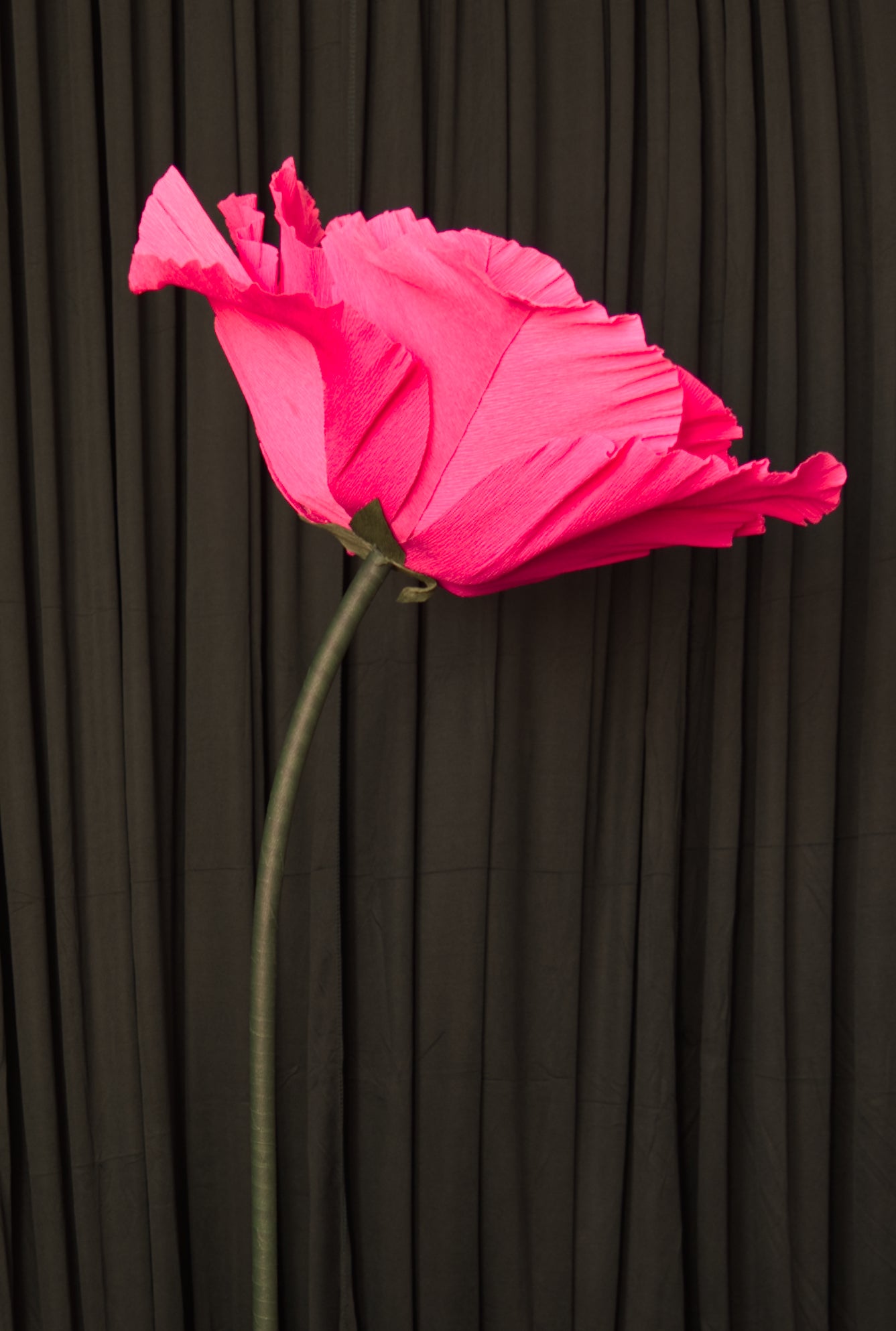 Hot Pink Poppy (Style One, Small)) RENTAL