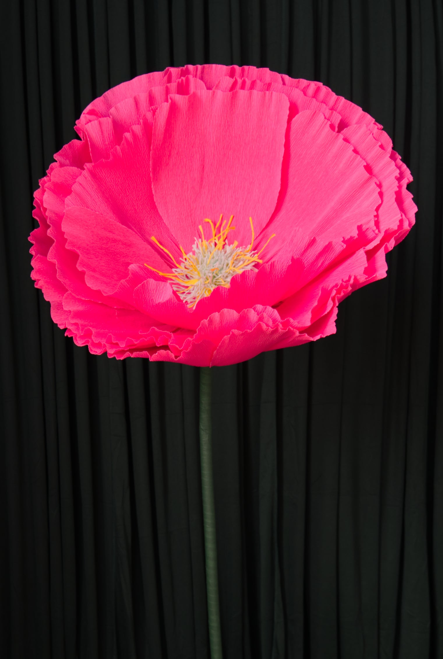 Hot Pink Tree Peony RENTAL