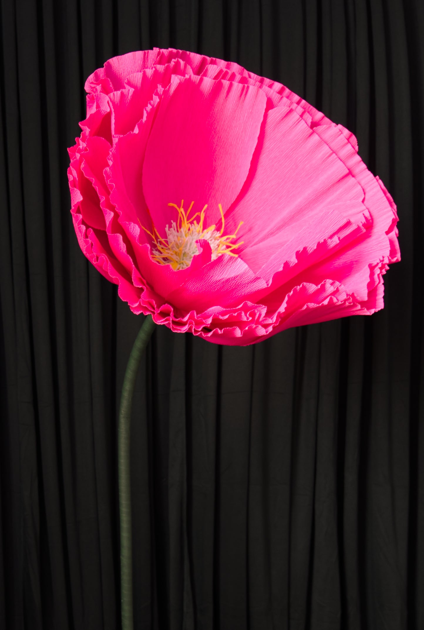 Hot Pink Tree Peony RENTAL