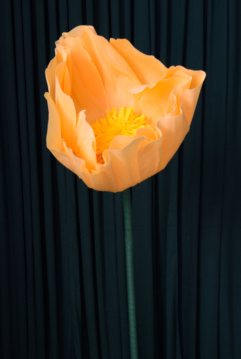 Light Orange Buttercup RENTAL