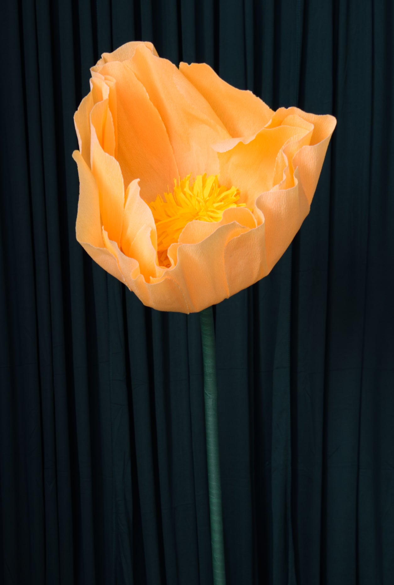 Light Orange Buttercup RENTAL