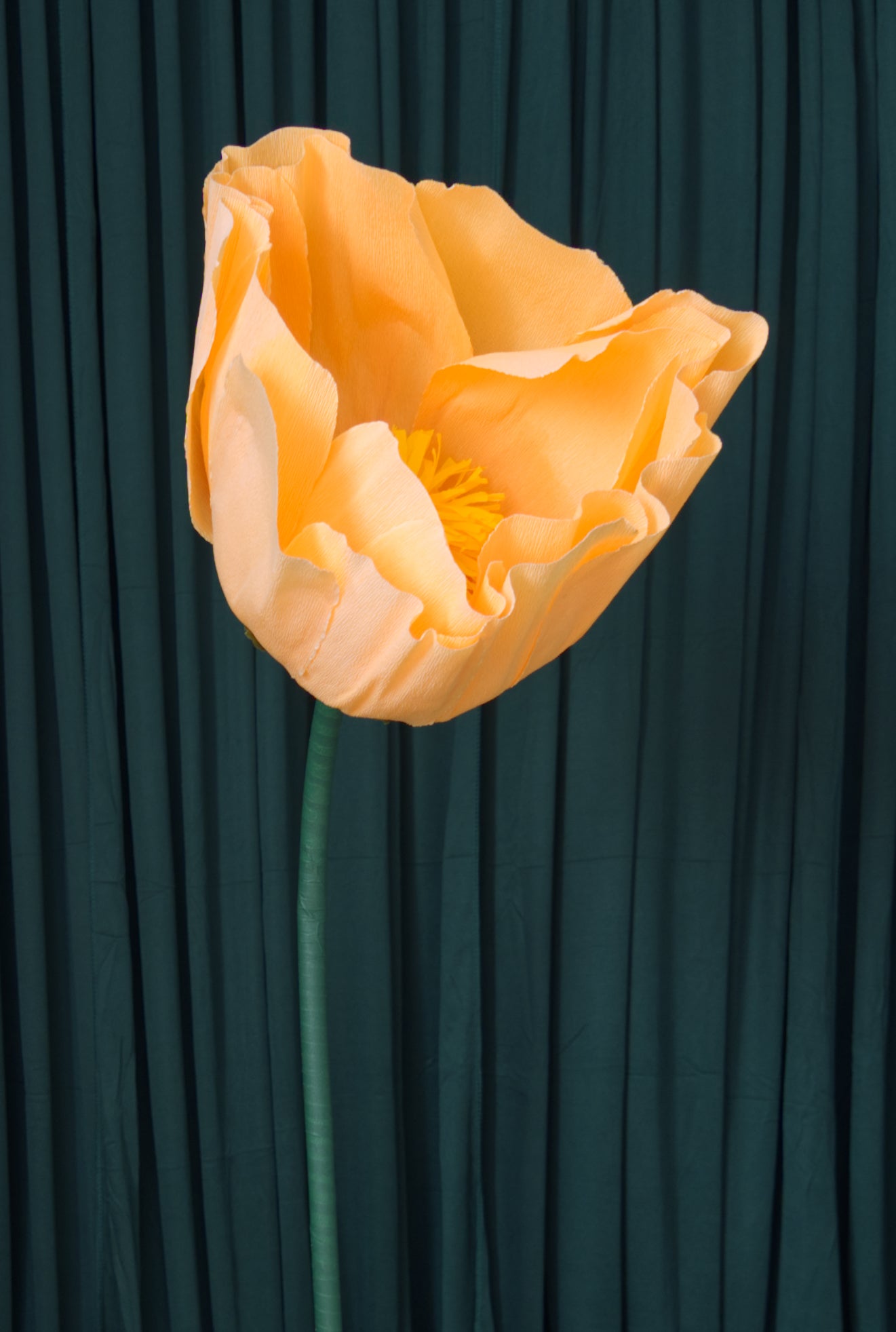 Light Orange Buttercup RENTAL