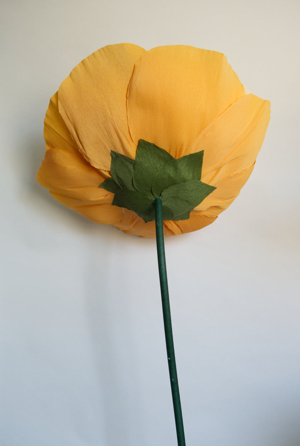 Pastel Orange Ranunculus