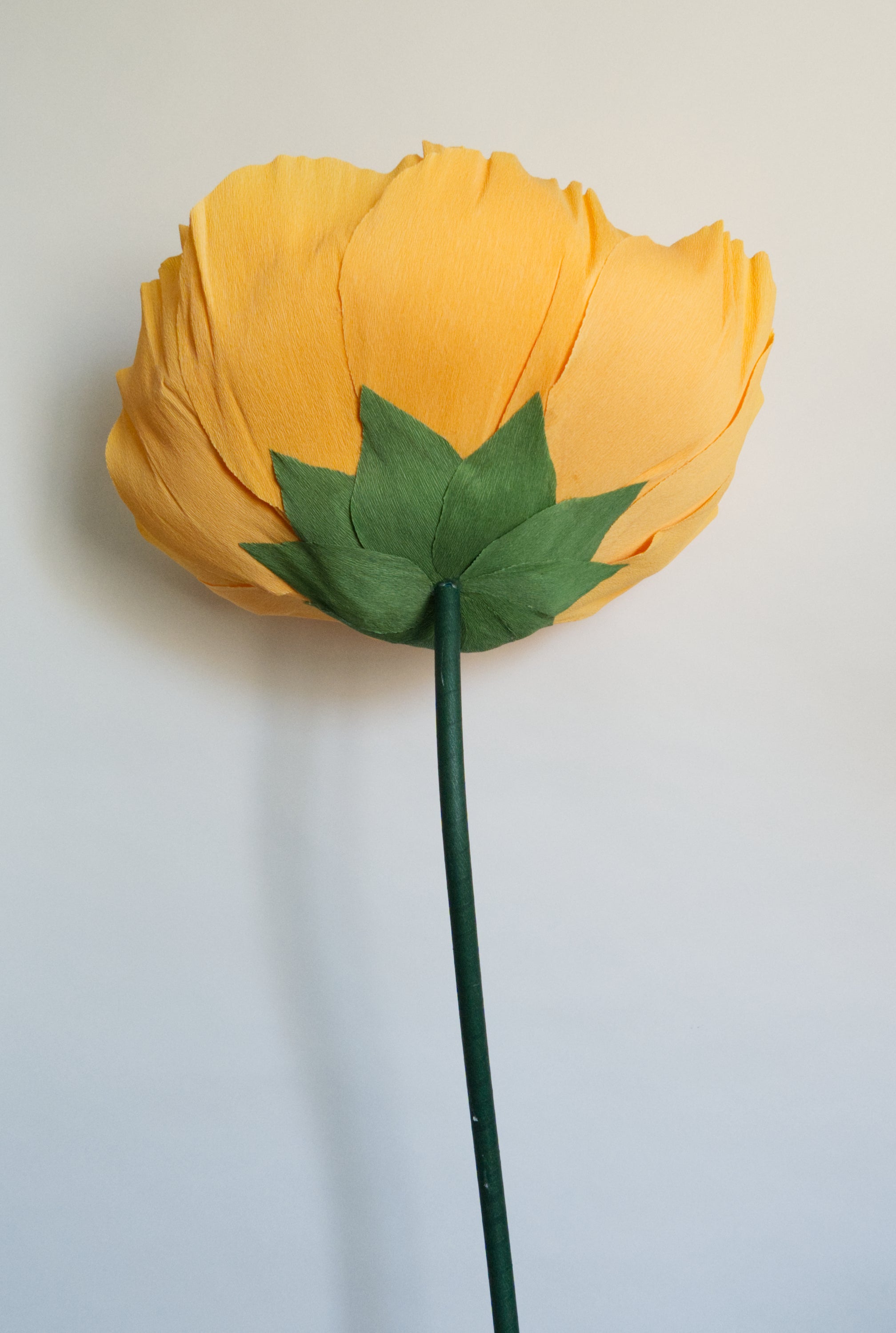 Pastel Orange Ranunculus