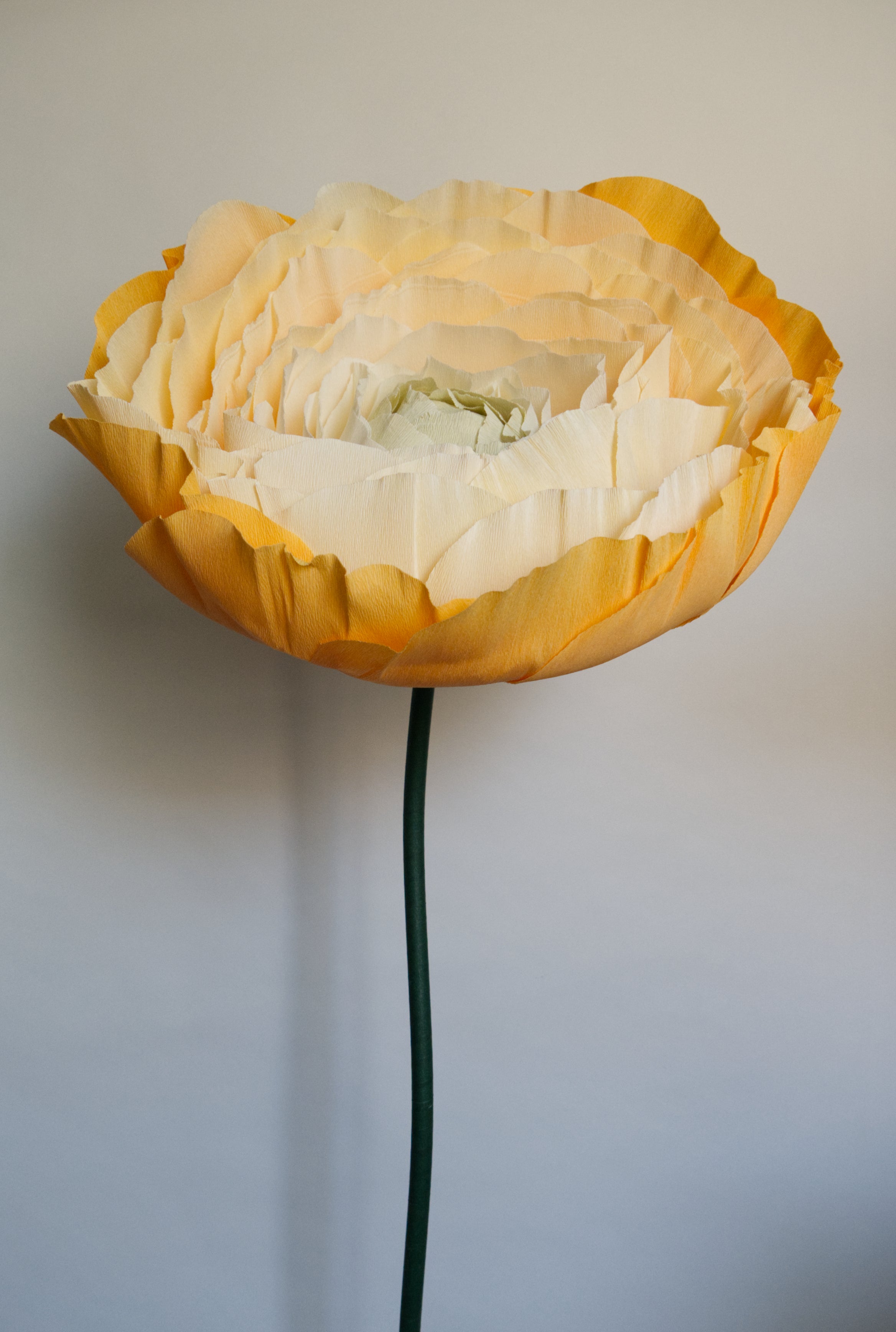 Pastel Orange Ranunculus