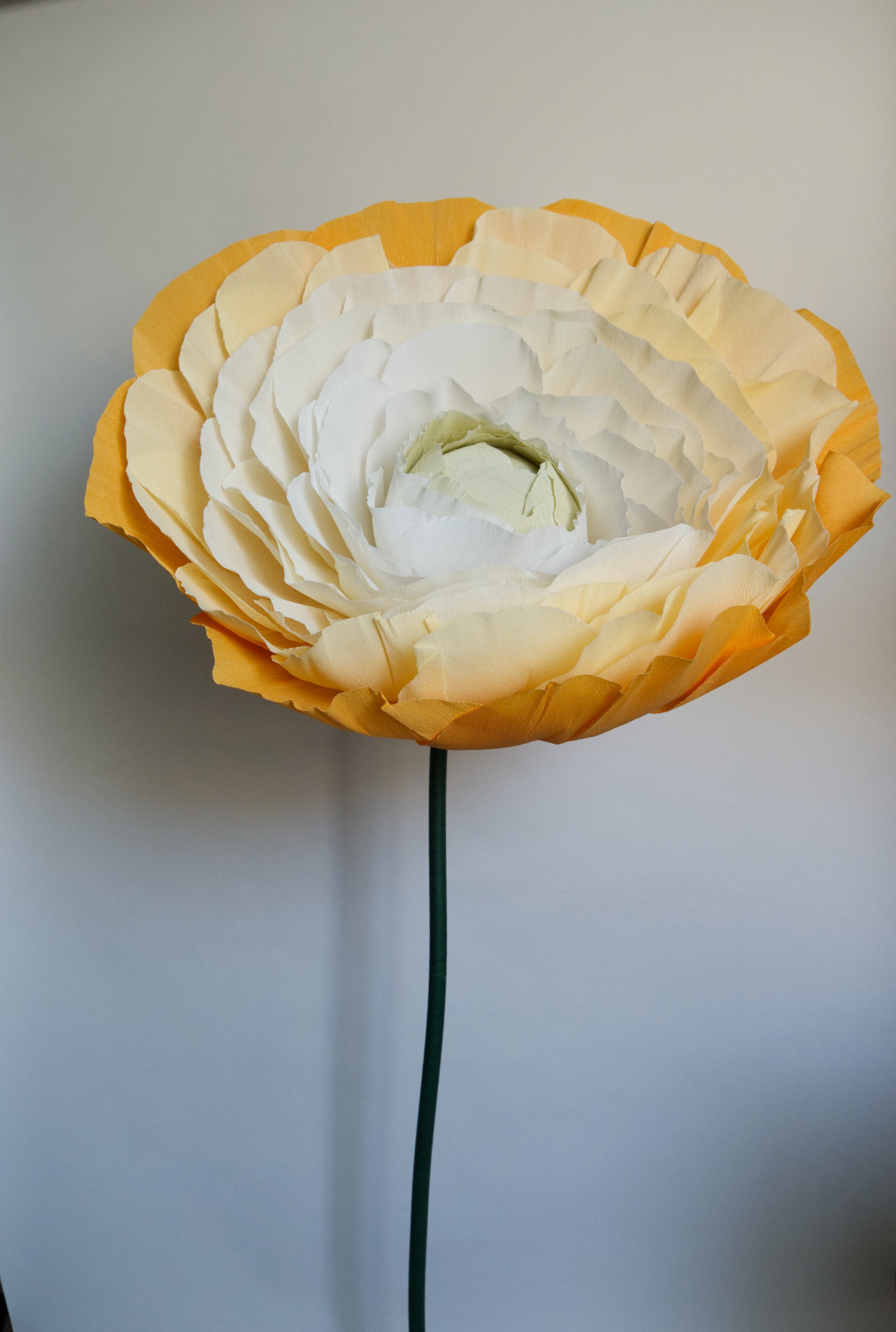 Pastel Orange Ranunculus