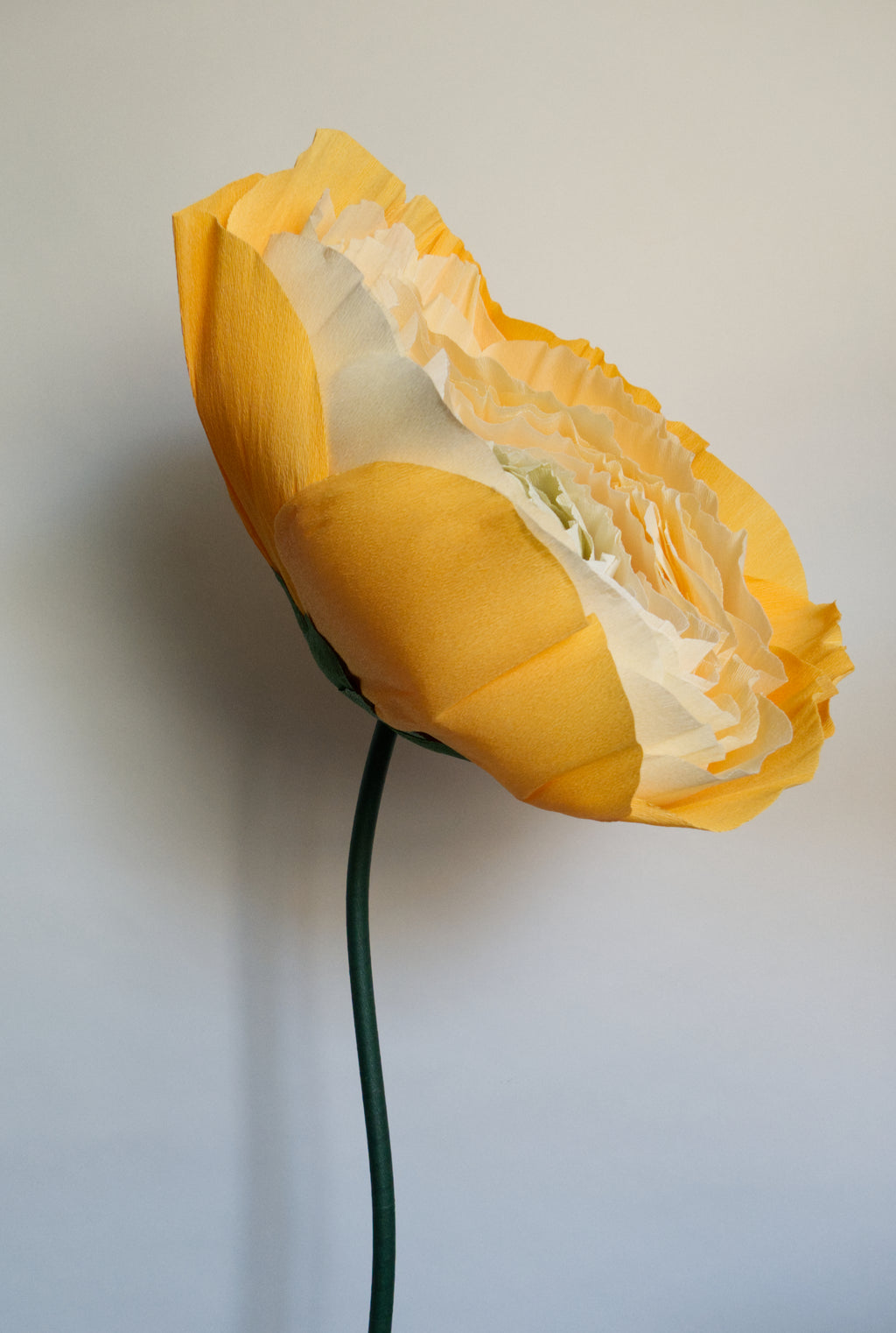 Pastel Orange Ranunculus
