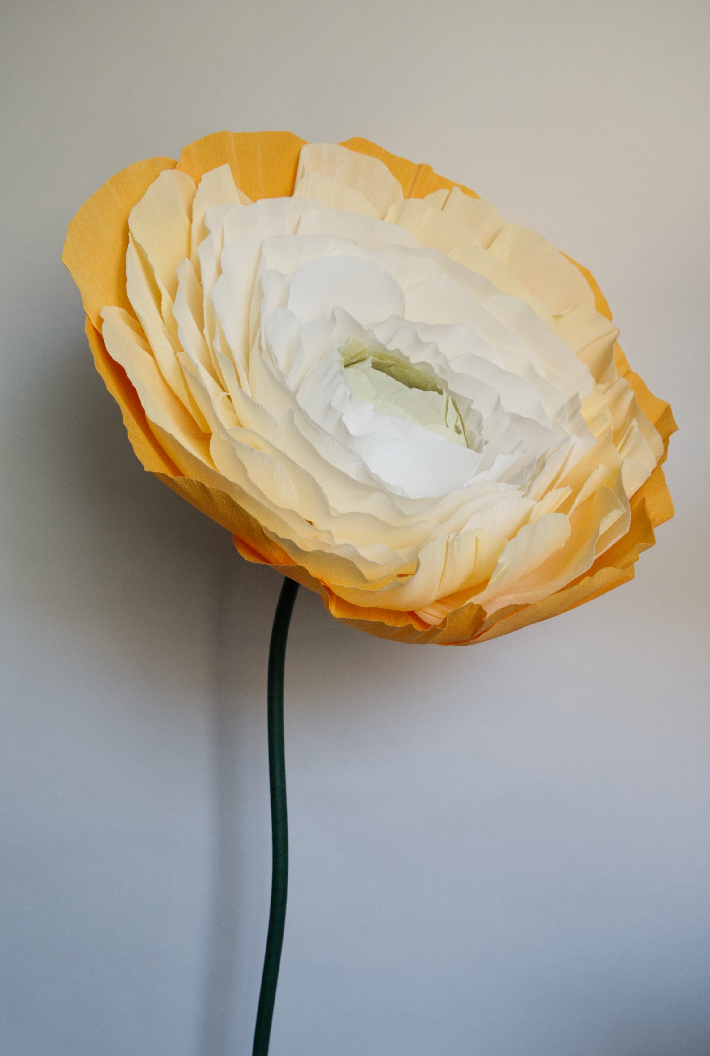 Pastel Orange Ranunculus