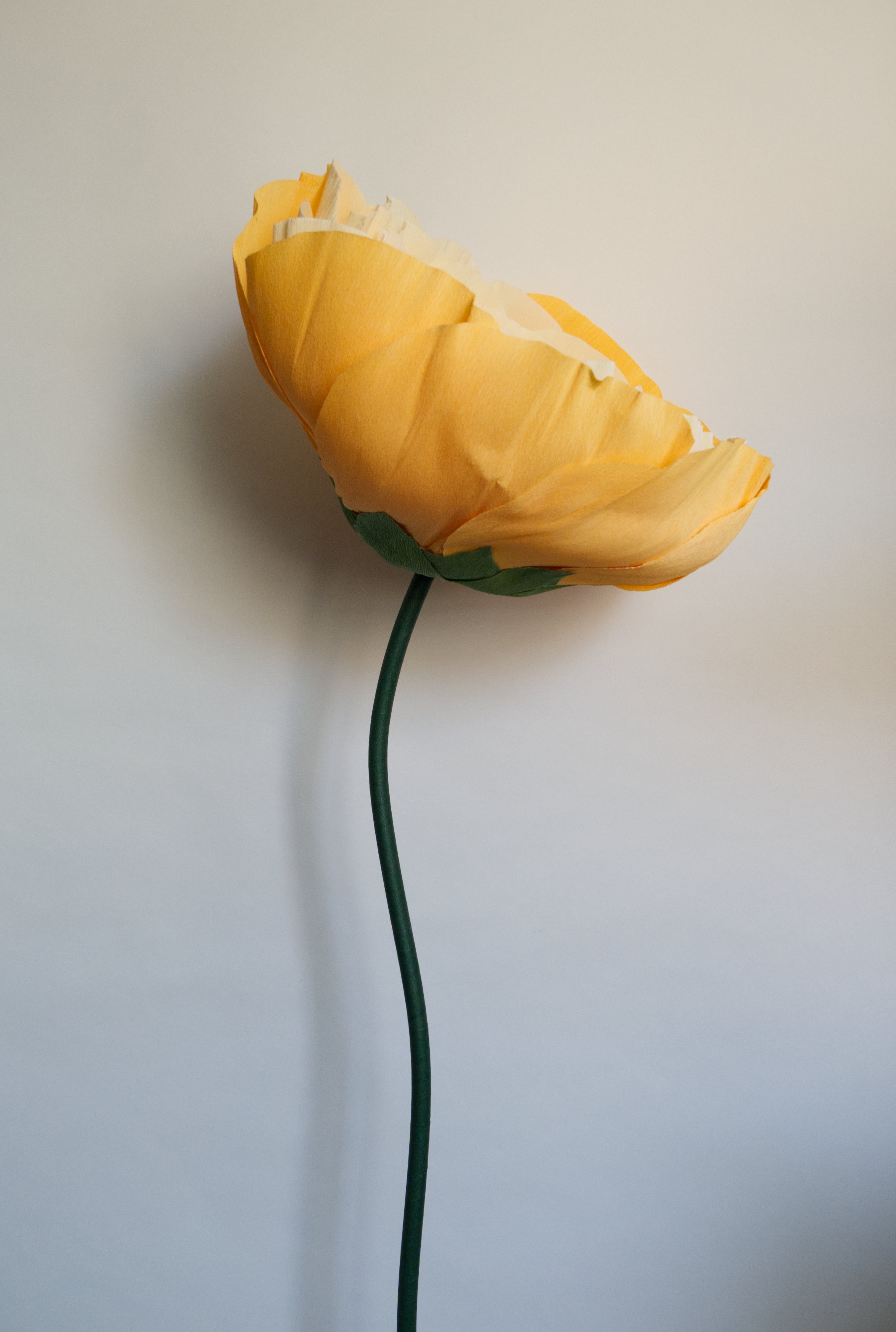 Pastel Orange Ranunculus