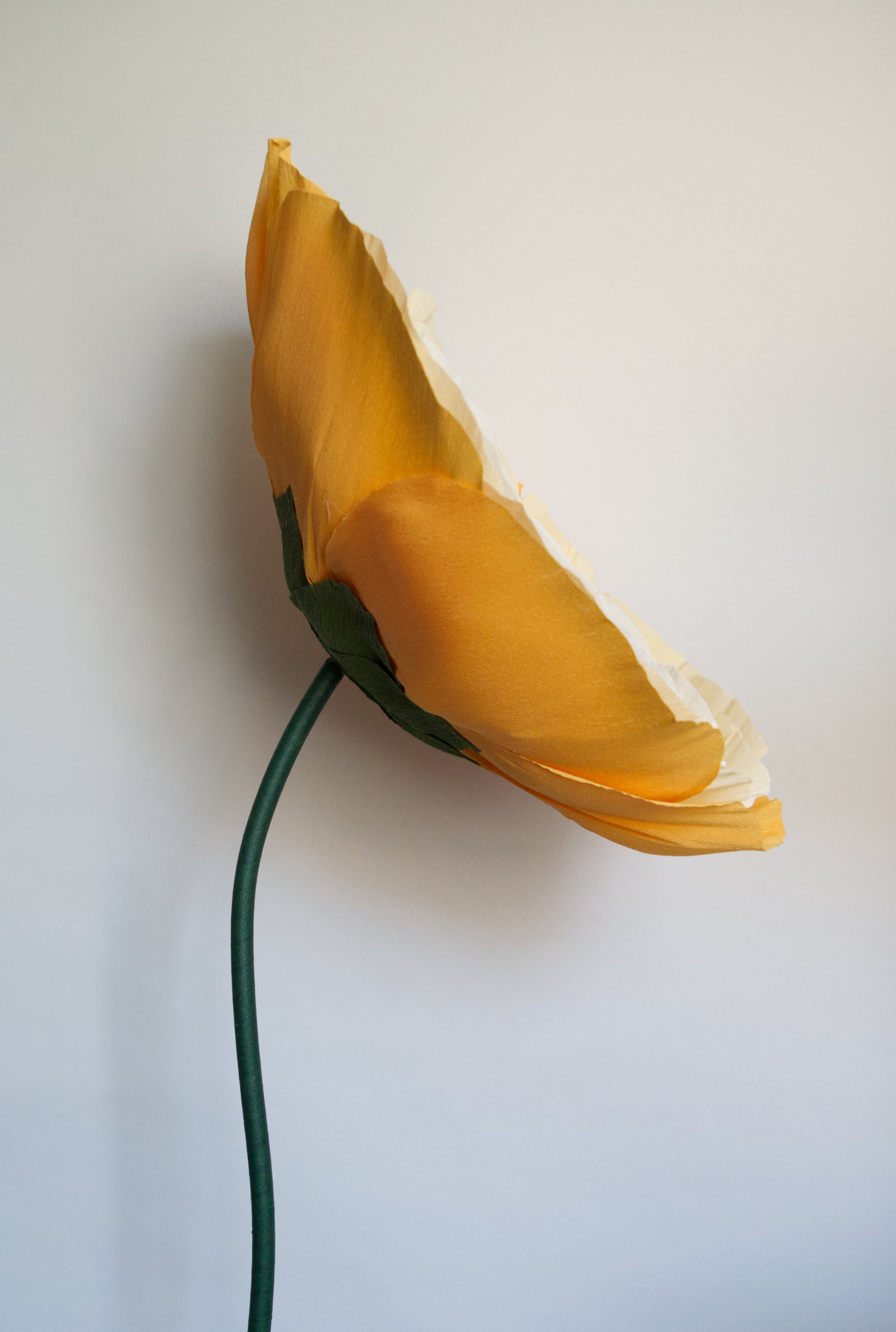 Pastel Orange Ranunculus