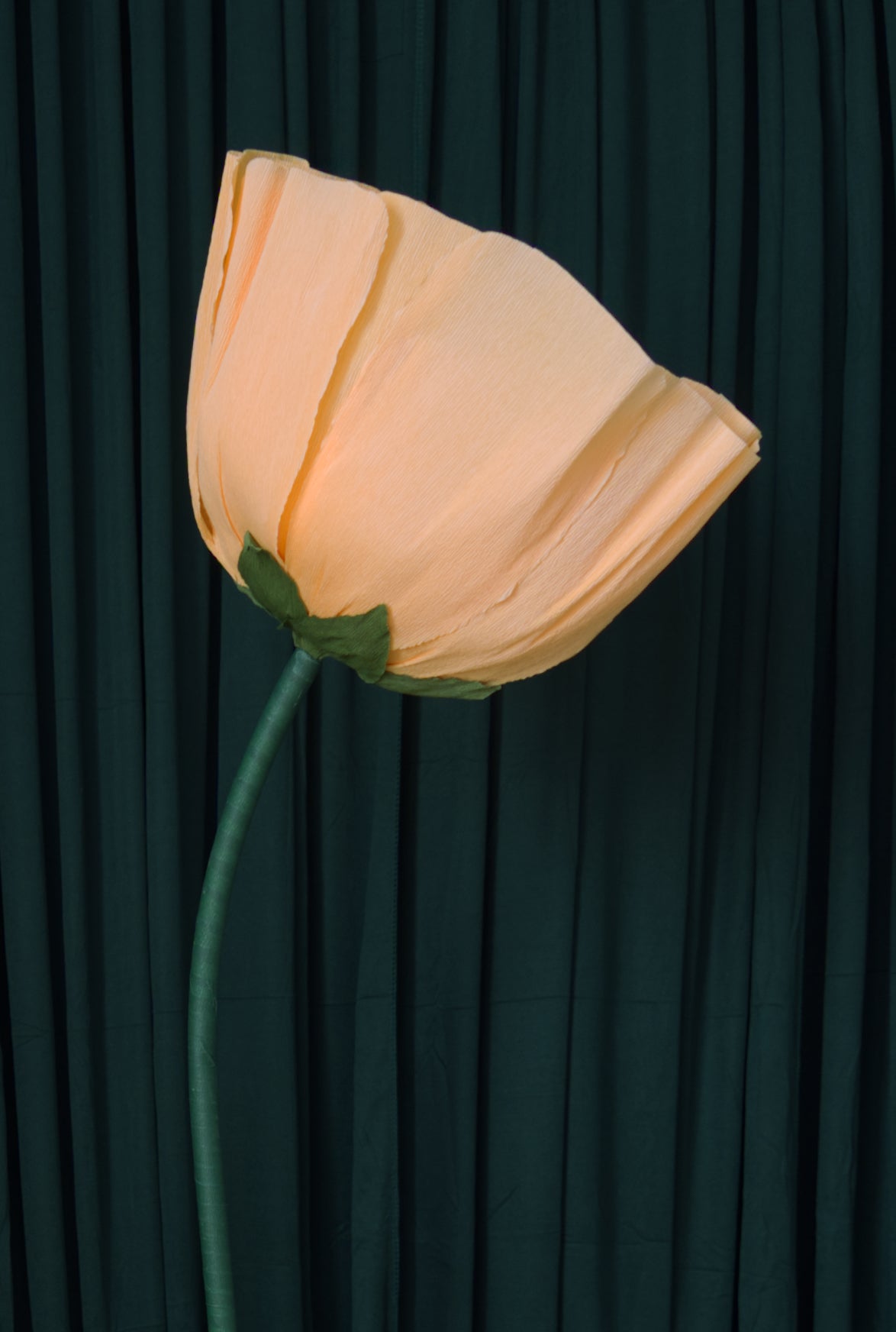 Light Orange Buttercup RENTAL