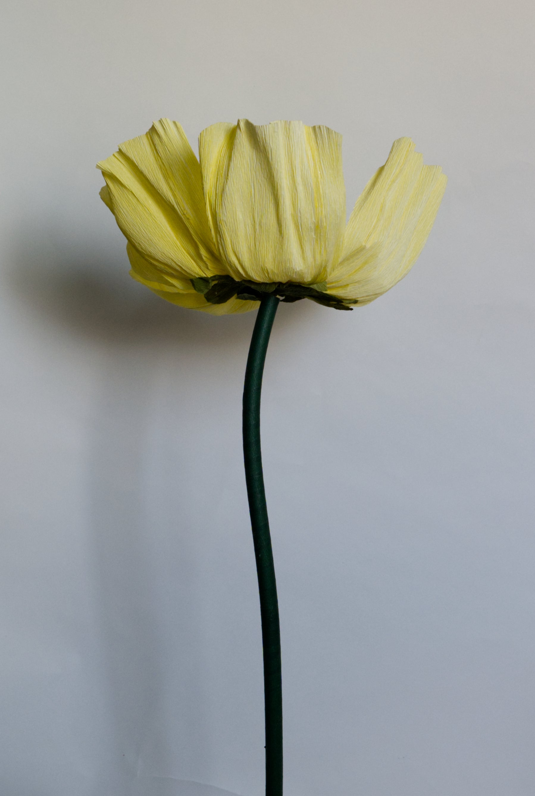 Light Yellow Buttercup