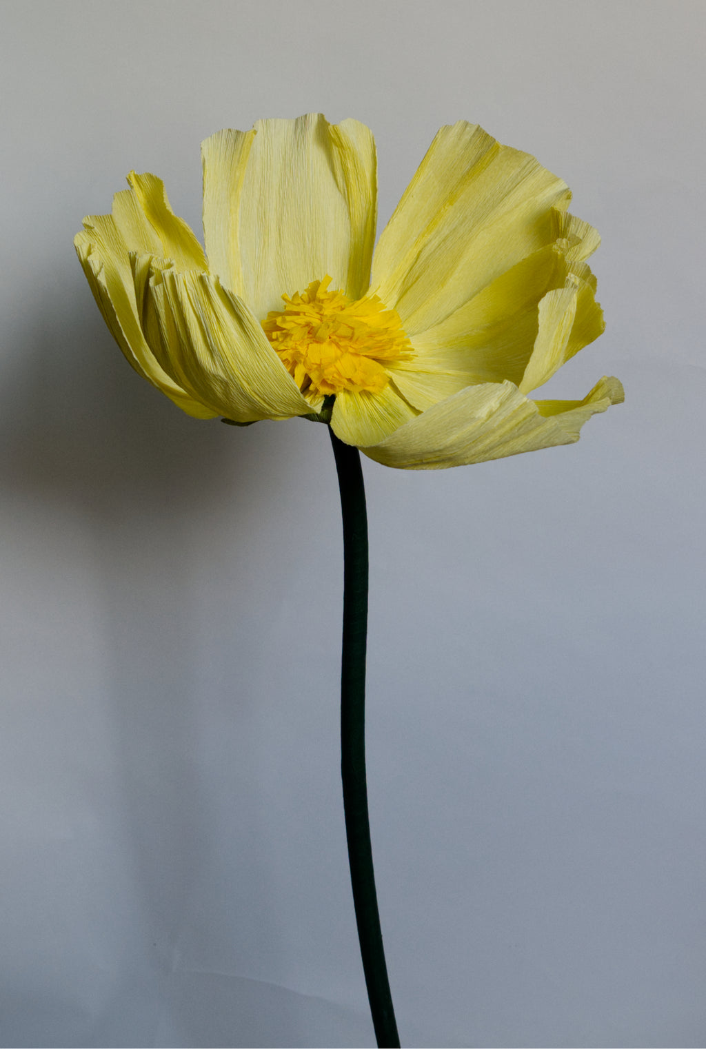 Light Yellow Buttercup