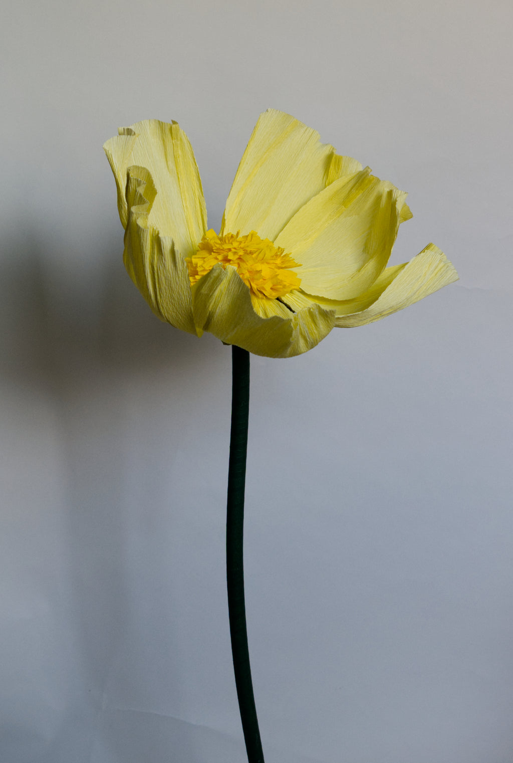 Light Yellow Buttercup