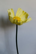 Light Yellow Buttercup