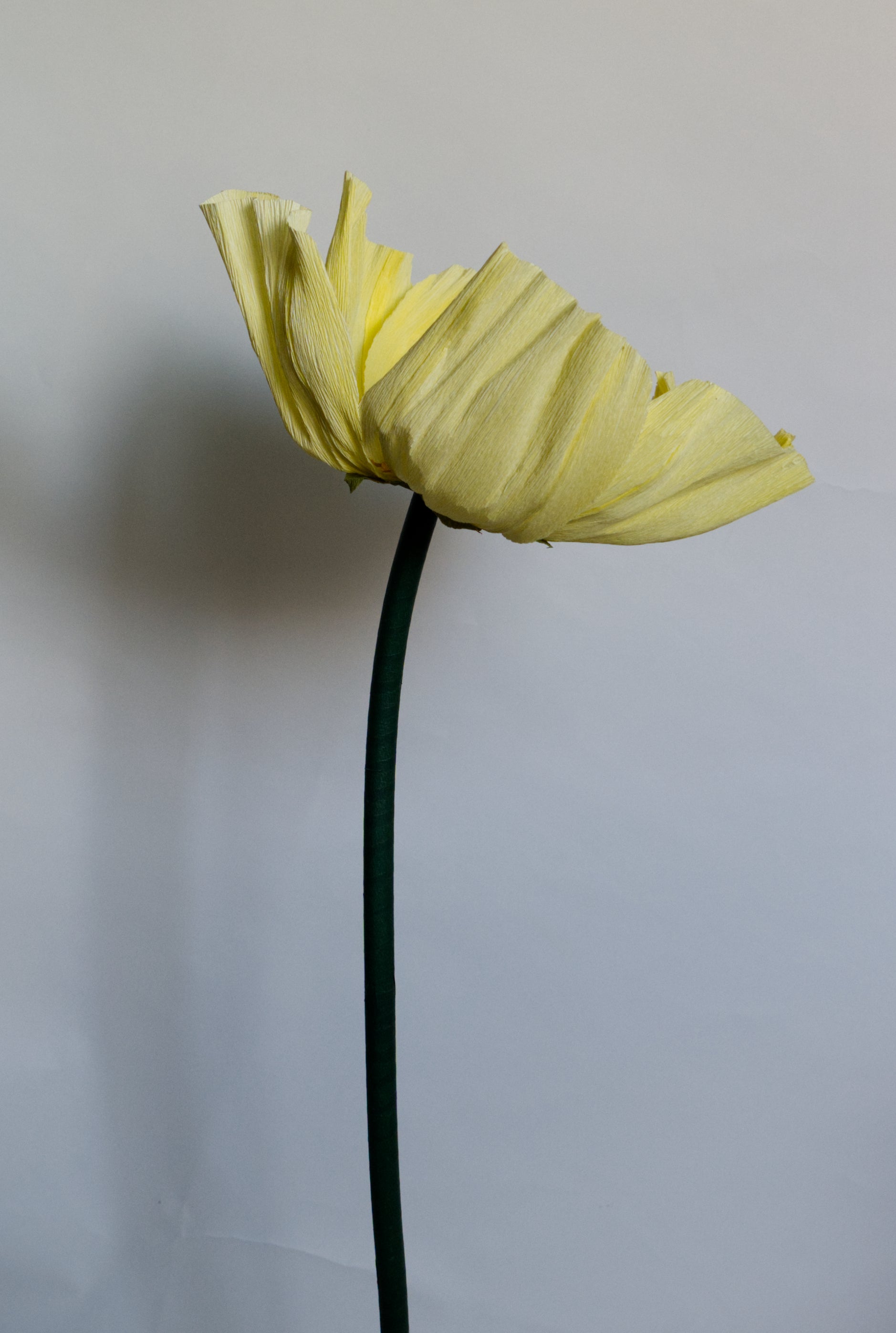 Light Yellow Buttercup