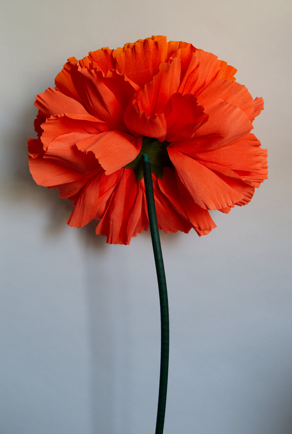Marigold