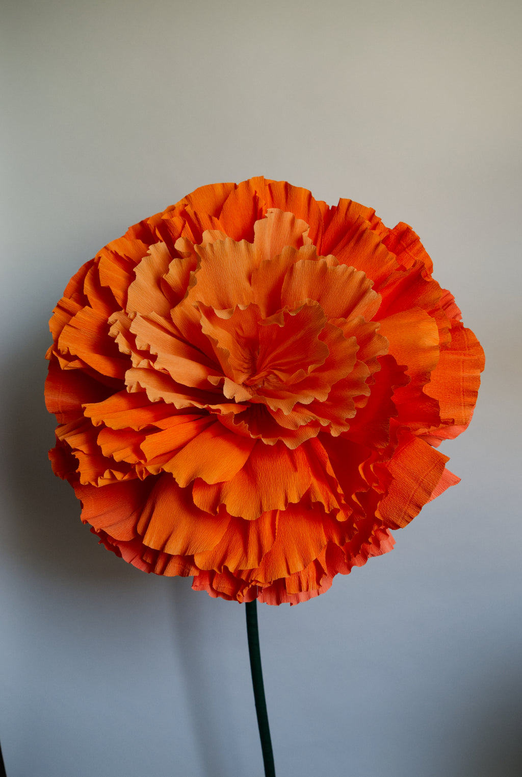 Marigold