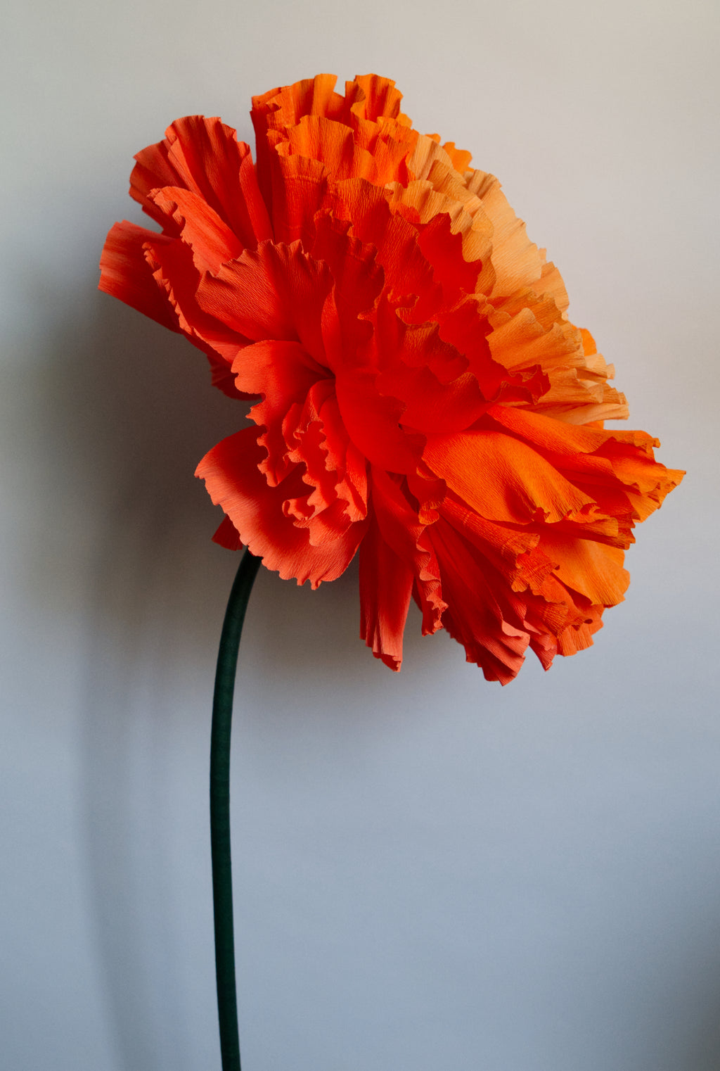 Marigold