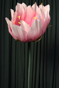 Ombre Lotus RENTAL
