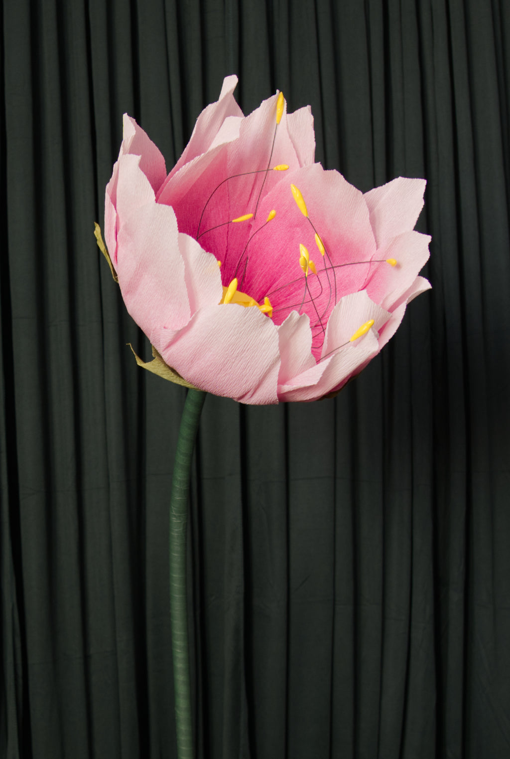 Ombre Lotus RENTAL