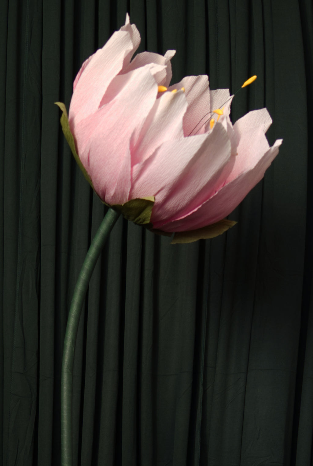 Ombre Lotus RENTAL