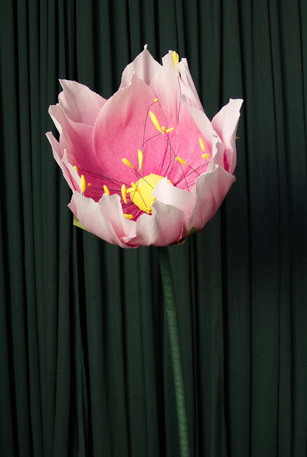 Ombre Lotus RENTAL