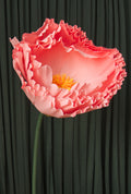 Pink Ombre Tree Peony RENTAL