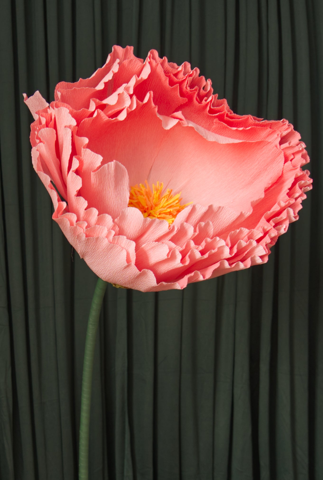 Pink Ombre Tree Peony RENTAL