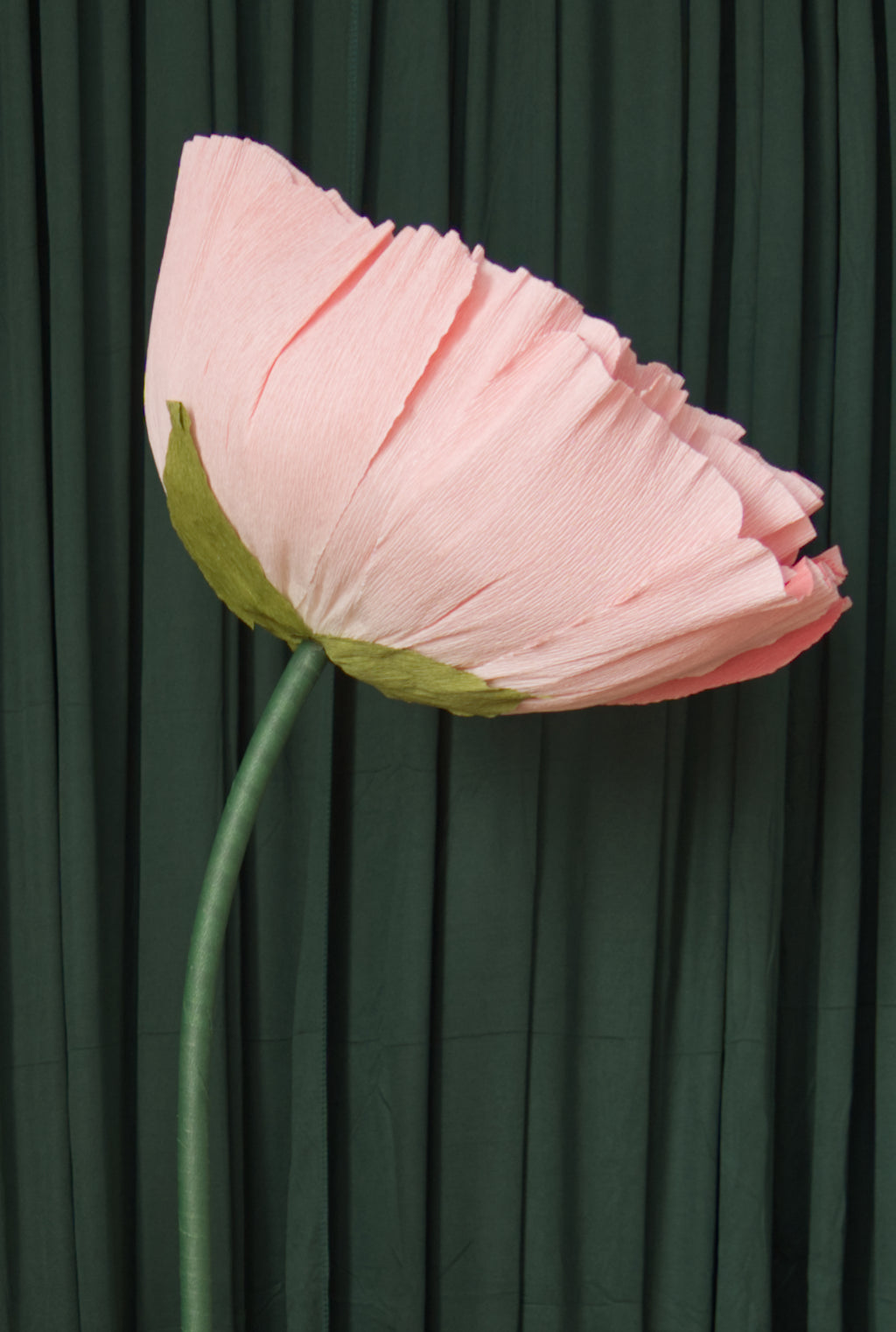 Pink Ombre Tree Peony RENTAL