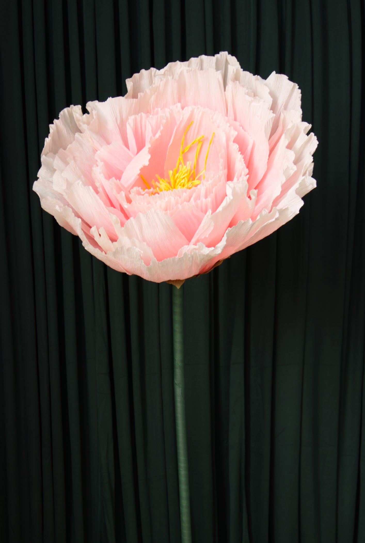 Ombre Pink Tree Peony RENTAL
