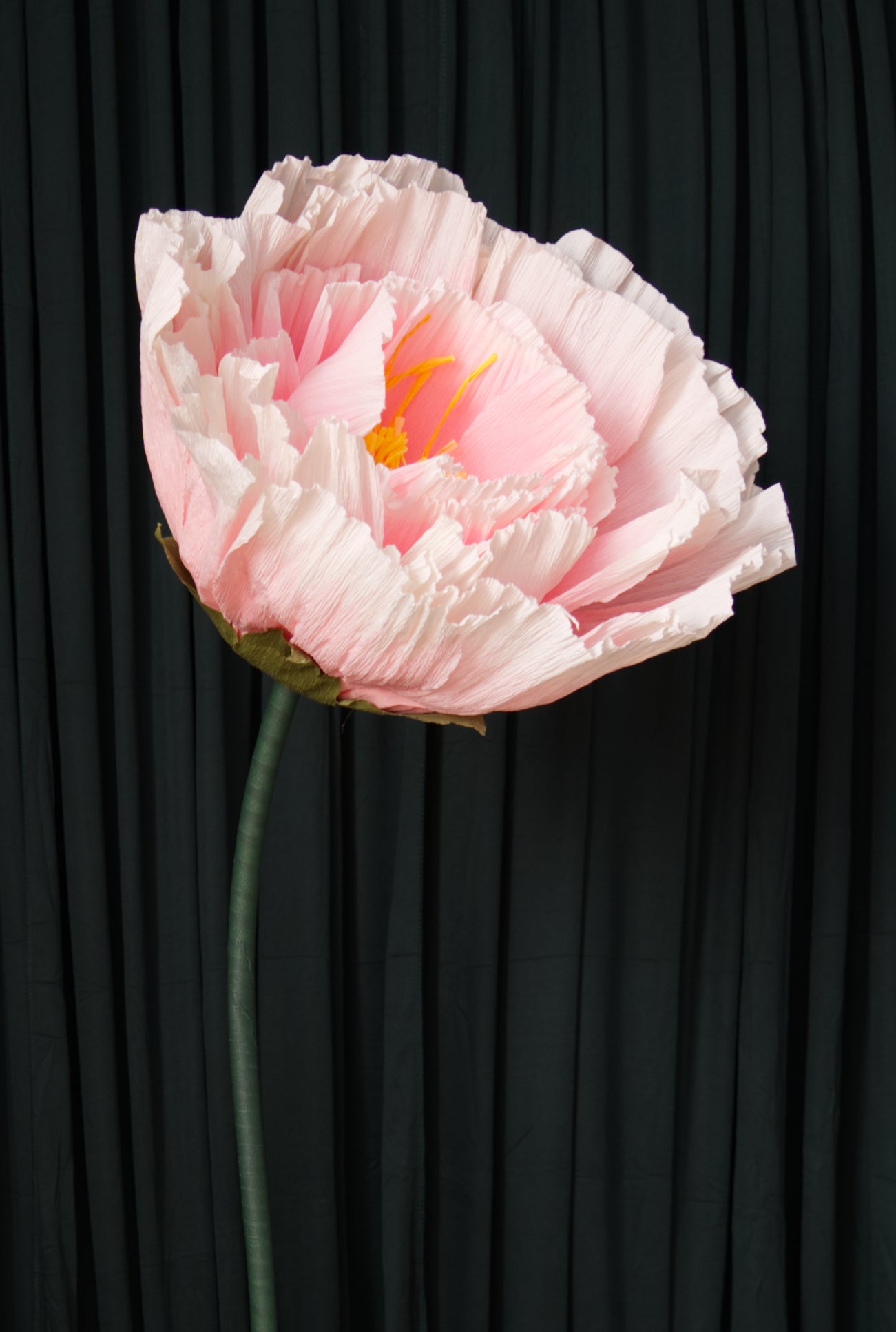 Ombre Pink Tree Peony RENTAL