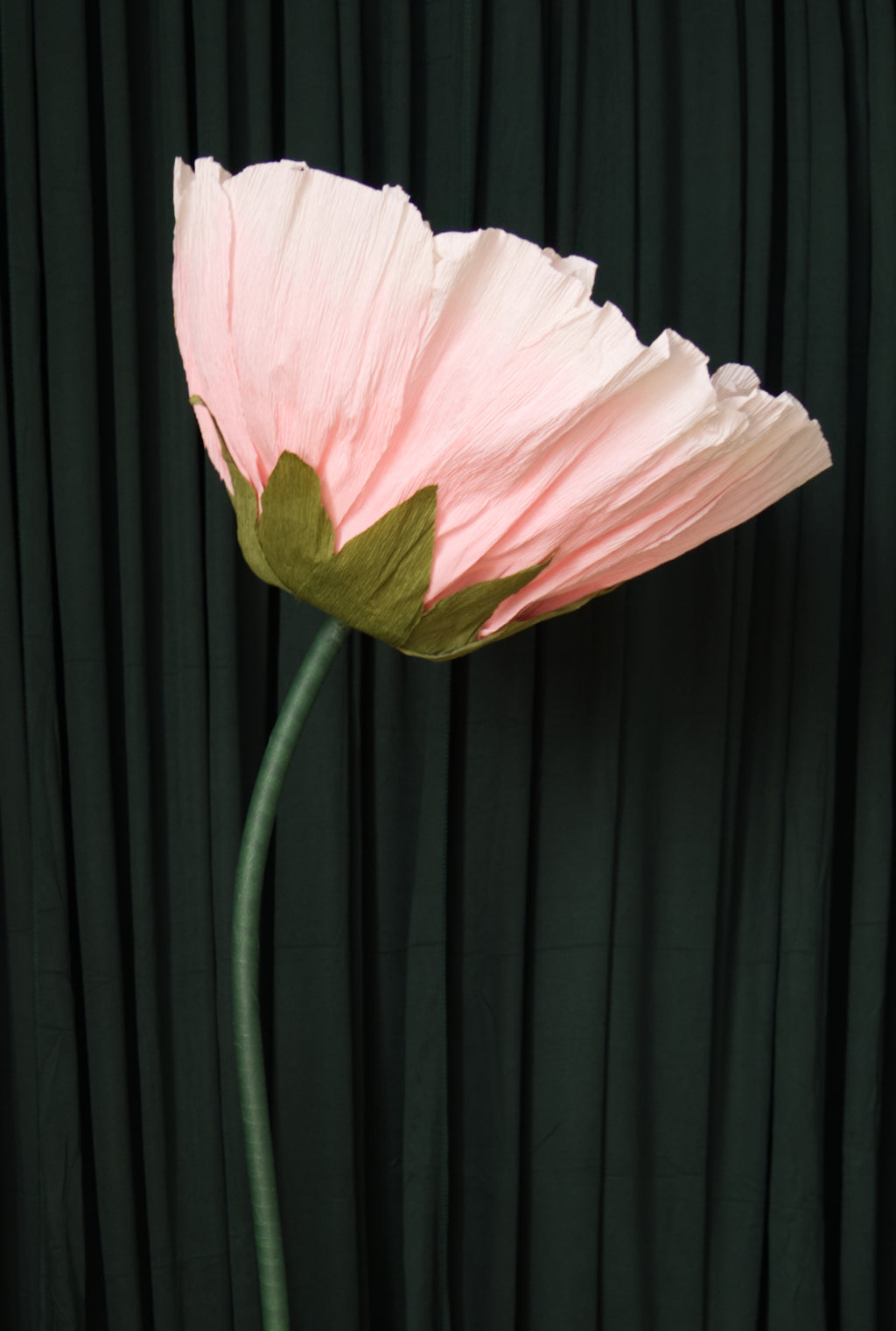 Ombre Pink Tree Peony RENTAL