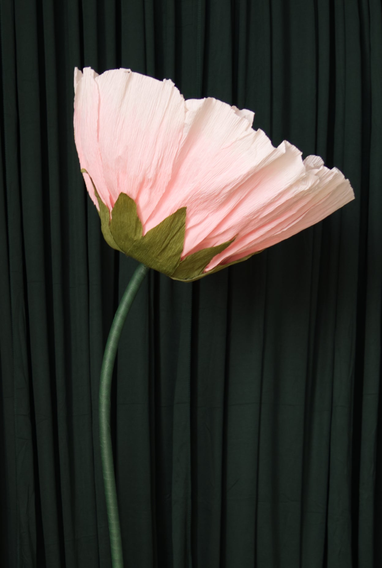 Ombre Pink Tree Peony RENTAL