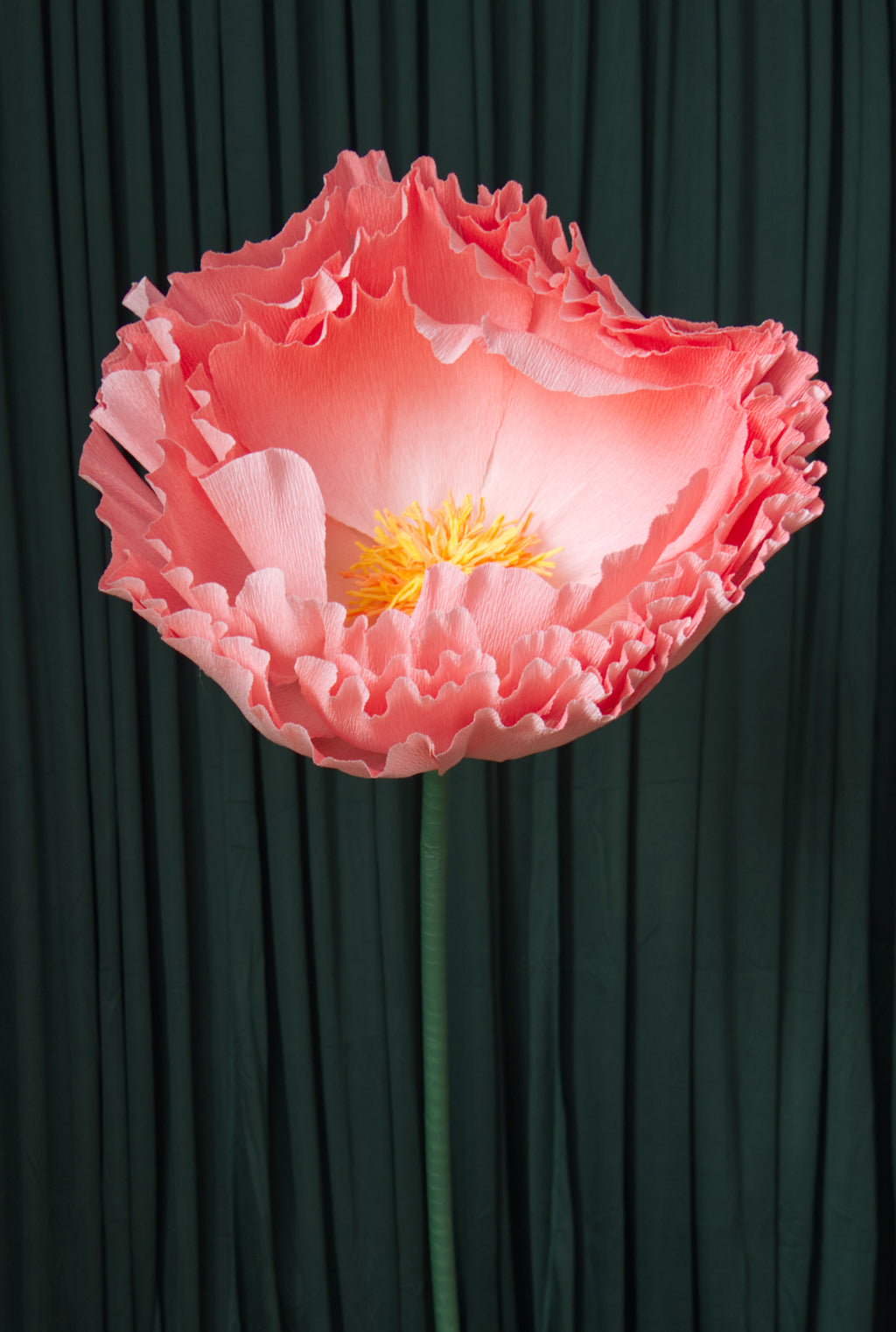 Pink Ombre Tree Peony RENTAL