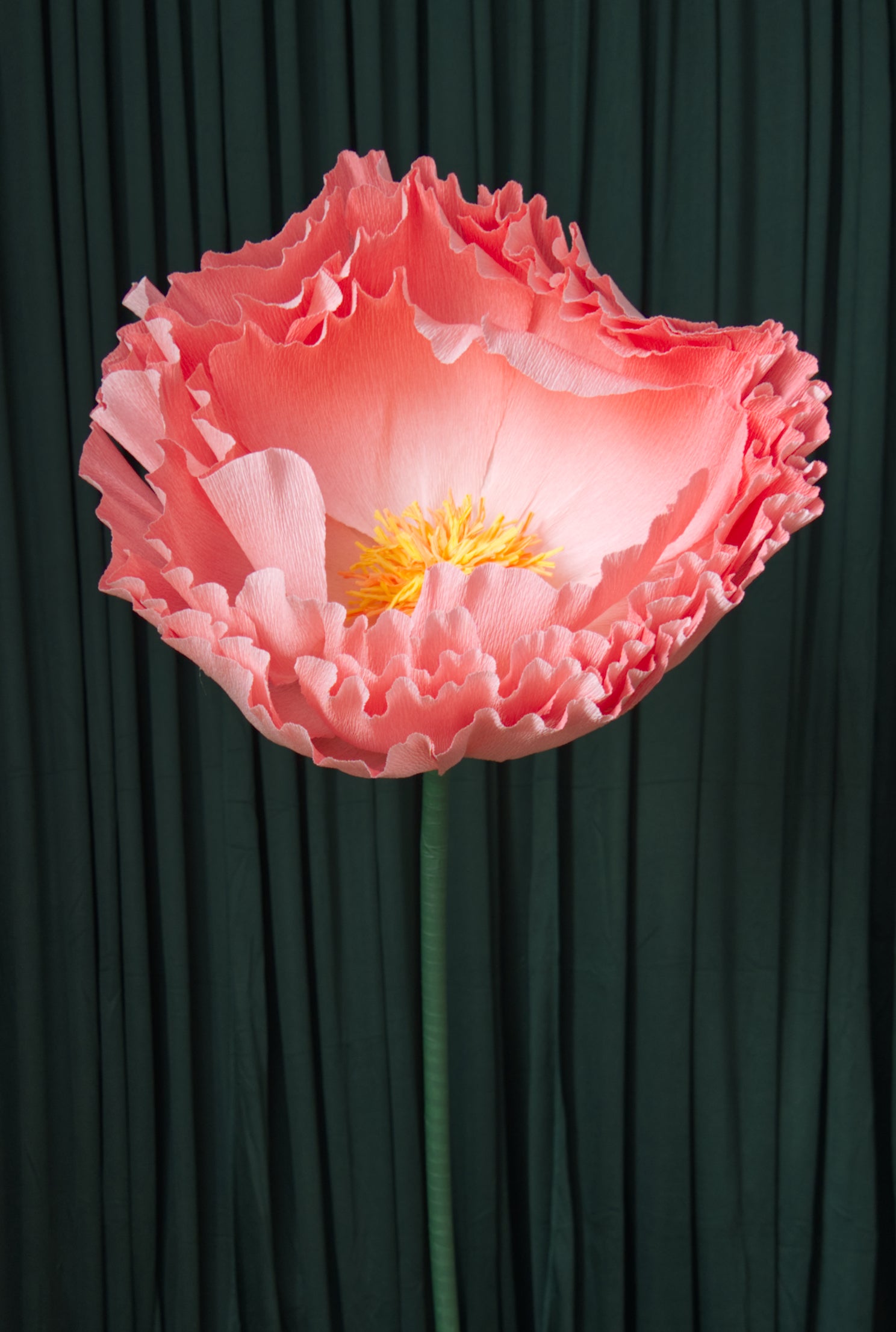 Pink Ombre Tree Peony RENTAL
