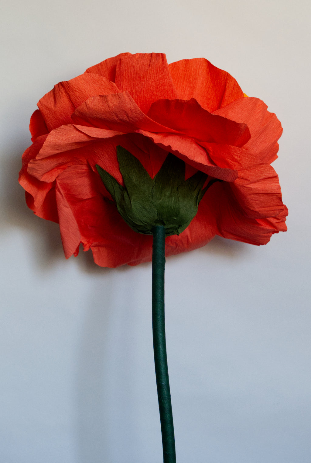 Open Orange Rose