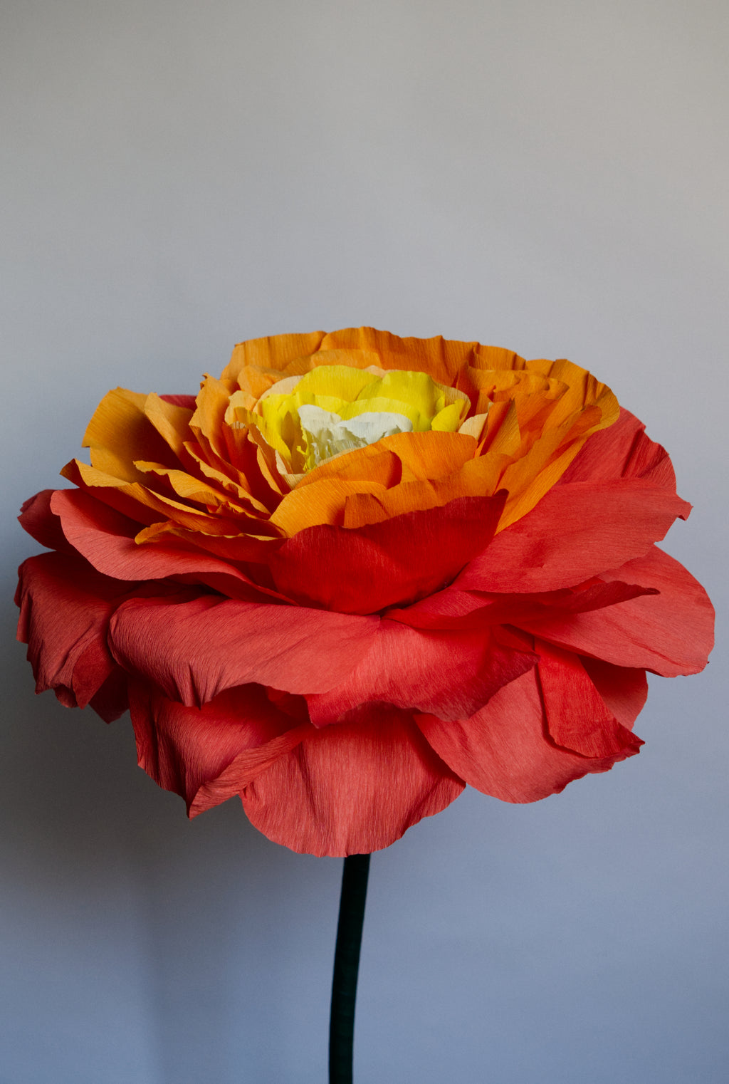 Open Orange Rose